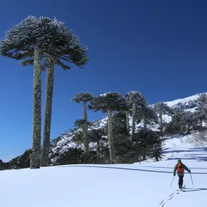 Explora Nevados de Sollipulli | Esquí Touring Backcountry