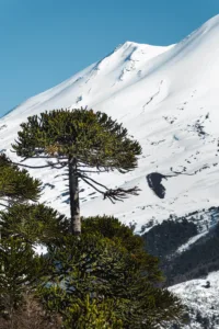 Ascenso Volcán Llaíma | Formato Esquí de Montaña- Touring