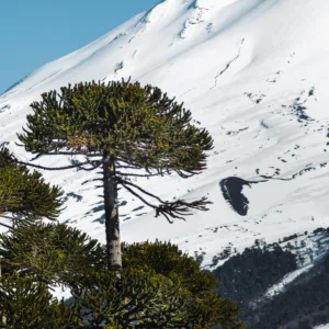 Tour Parque Nacional Conguillío | ¡Full Day!