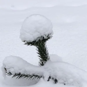 Tour Invernal Volcán Sierra Nevada | Malalcahuello